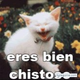 capelo chico soltero en Santo Domingo