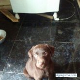 chavasco chico soltero en Juan L. Lacaze