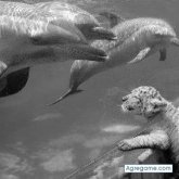 michel65 chico soltero en Benidorm