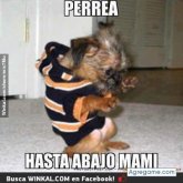 capelo chico soltero en Santo Domingo