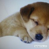 max121326 chico soltero en Lima