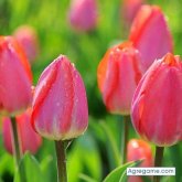 dramane chico soltero en Torremolinos