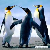 barzola chico soltero en Amaguaña