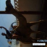 FRANBALA chico soltero en La Pobla De Vallbona