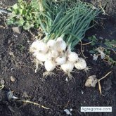 Chatear con alfonsoavalos de Luis Moya