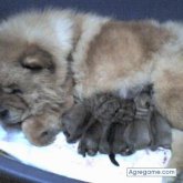 kaxao chico divorciado en Antequera