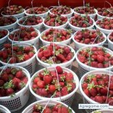 carlosvali chico soltero en Spartanburg