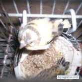 clavi chico casado en José C. Paz