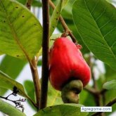 luisalfredo6947 chico soltero en Floridablanca