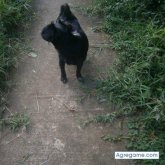 Chatear con gatosos de Golfito