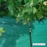 7715503 chico soltero en 