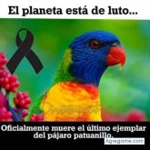 Choche Flores