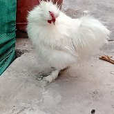 juanalfredocom chico soltero en Huacho