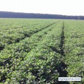 Busco chatear. Mujeres. Ir alo directo.