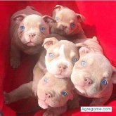 Edous chico soltero en Piura