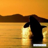 amadorvividor chico soltero en Calonge