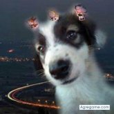 franciscohumberto143 chico soltero en Veracruz