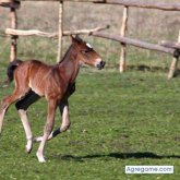 Luiselvasco chico separado en La Plata