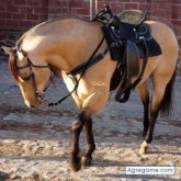 pacoregio chico soltero en Apodaca