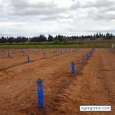 Valdesco chico soltero en Picassent