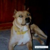 alcide chico soltero en La Plata