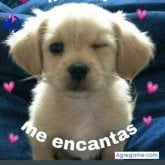 sergioescobar2886 chico soltero en Osorno