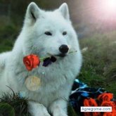 antoniogiraldo chico soltero en Santiago De Cali