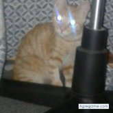 Seyfer chico soltero en Lo Ovalle