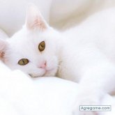 Foto de perfil de henius