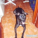 timid chico soltero en Montoro