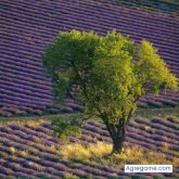 Chatear con polikin de Tailandia