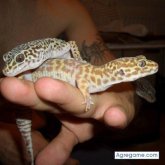 jesusgarcia chico soltero en Parla