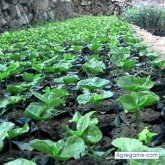 cremax100pre chico soltero en Cajamarca