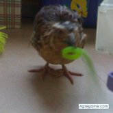 wapi20 chica soltera en Córdoba