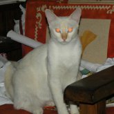 Tavo031 chico soltero en Acapulco De Juárez