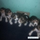 alexlee8839 chico soltero en Huancayo