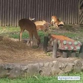 Foto de perfil de perritobetoy