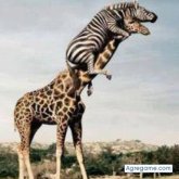 pini612 chico soltero en Las Breñas