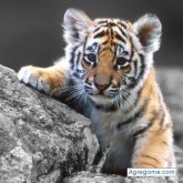 Foto de perfil de josuehernandez4481