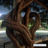 fer8256 chico divorciado en Rosario