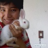 juvencio rosas dominguez