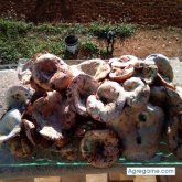 Porrante chico soltero en Gata De Gorgos