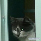 cristianmiguel chico soltero en Quines