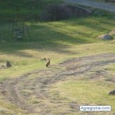 parroon chico soltero en Pontevedra