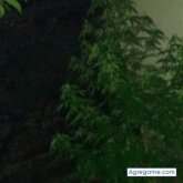 Cfabinio chico soltero en Sarandí Grande