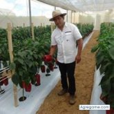 Cardenas Fabián