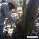 Chatear con jose1993aj de El Estor