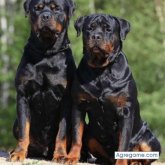 Manuellucky foto #12