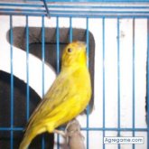 clavi chico casado en José C. Paz