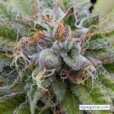 Chatear con pothunter de Toro